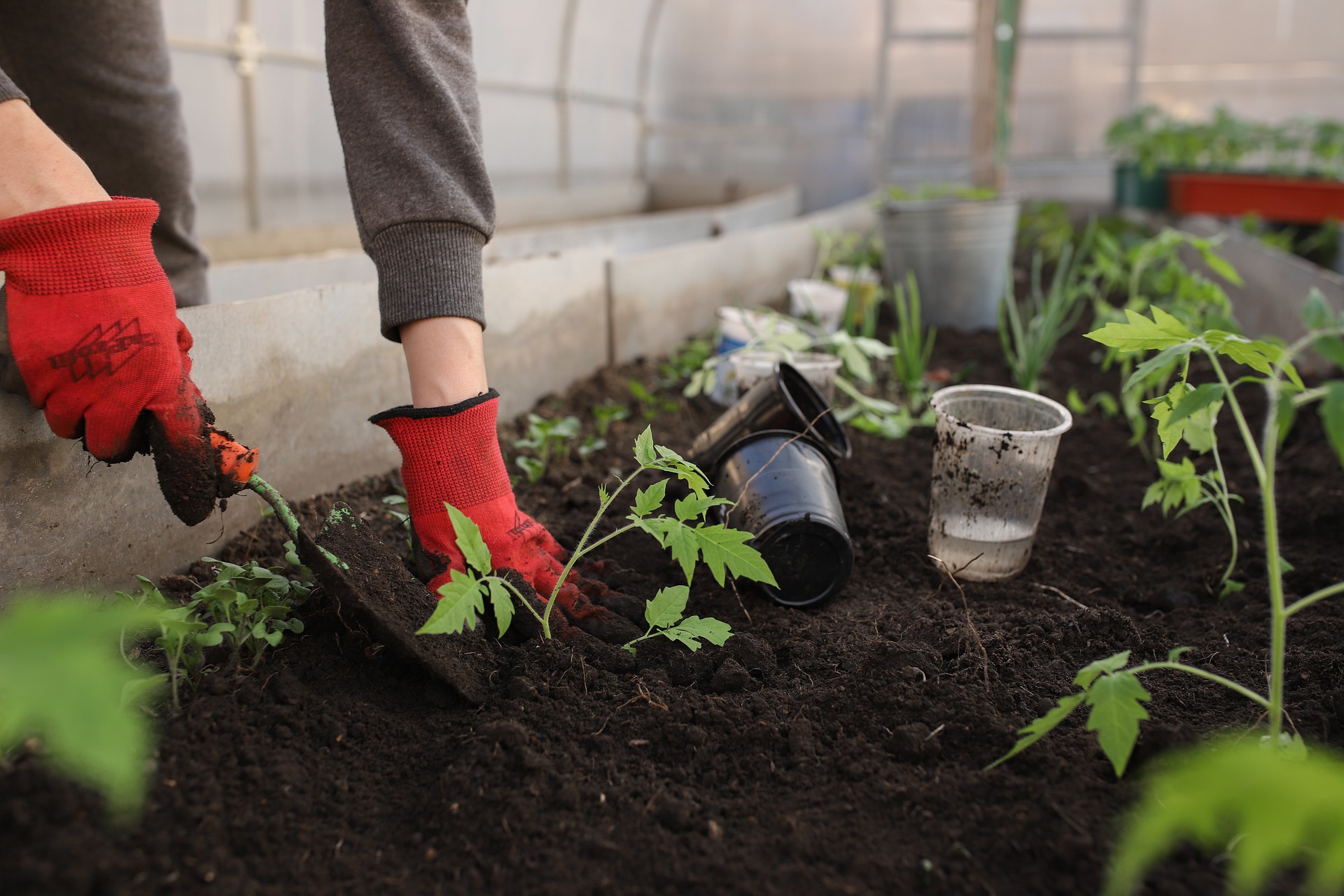 zdjęcie ilustrujące do artykułu jak hodować warzywa w ogrodzie